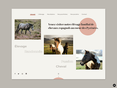Horse breeding | Homepage