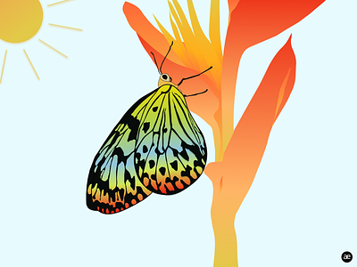 Butterfly illustration