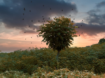 Beautiful sunset, sunrise and forest tree with flying birds green