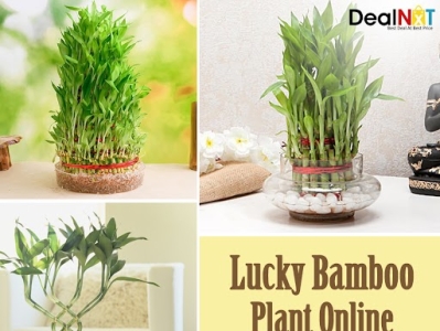 Lucky Bamboo Plant Online By Leadnxt On Dribbble   Unnamed 