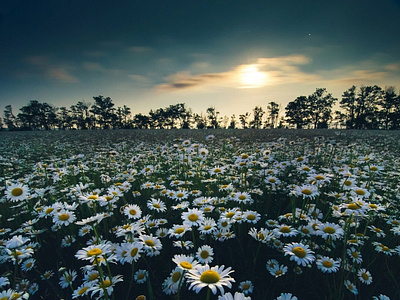 Camomile Field flowers nature lover sky