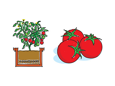 Window box tomatoes diagram food plant produce tomato tomatoes veg vegetable