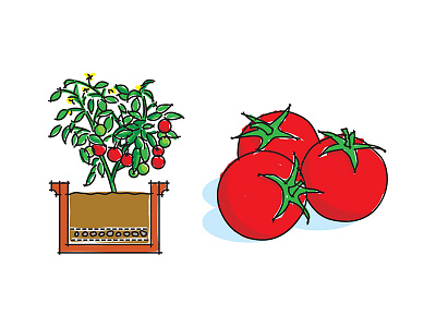 Window box tomatoes