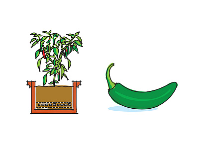 Window box peppers diagram food pepper peppers plant produce veg vegetable