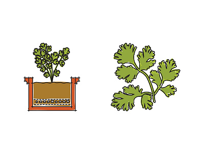 Window box cilantro cilantro diagram food greens herb plant produce veg vegetable