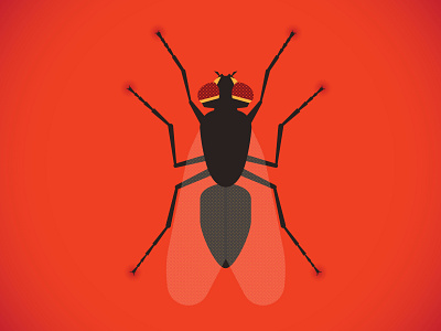 Housefly bug eyes fly housefly illustration insect pest wings
