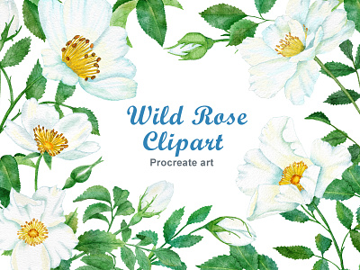 Wild rose digital watercolor branding clipart design digital digital paper floral flowers illustration procreate watercolor wedding wild rose