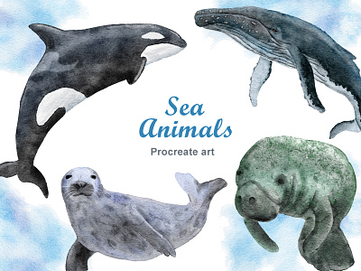 Sea Animals Project animals branding clipart design digital paper dolphins ecology environment illustration orca procreate seals watercolor whales
