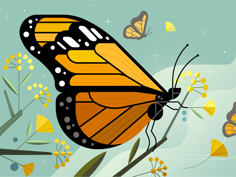 Monarch butterfly 2x