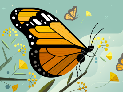 Monarch Butterfly Migration