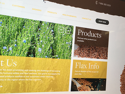 Flax Seeds brown desig flax grunge seeds ui ui design ux webdesign website website design yellow
