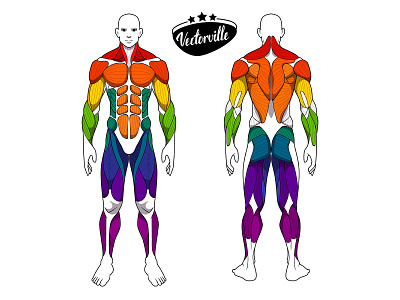 Anatomy man anatomy cardio diet fitness group gym health human illustration illustrator man muscle muscular vector workout