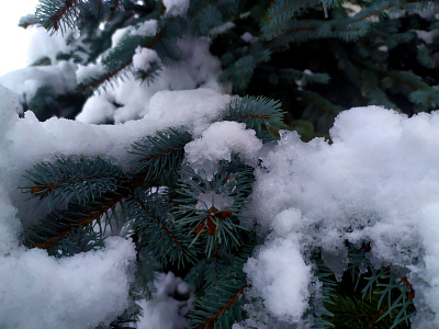 blue spruce blue blue sky blue spruce close up cold green nature nature photography photo photography pine pine tree snow day snowflakes snowy tree winter