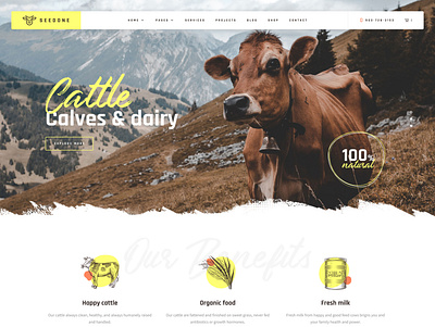 Cattle, calves & dairy theme agriculture calves cattle dairy eco farm farming food natural organic ui ux web design