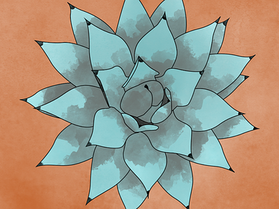Cabbage Head Agave agave illustration illustrator photoshop plant water color