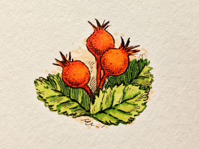Rosehips botanical herb illustration ink marker sketch