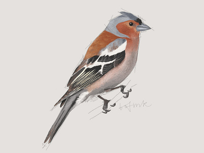 Svenska fåglar - Bofink art birds bofink chaffinch digital art digital illustration illustration photoshop poster svenska fåglar