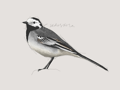 Svenska fåglar - Sädesärla art birds digital art digital illustration illustration photoshop poster svenska fåglar sädesärla white wagtail