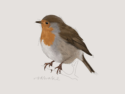 Svenska fåglar - Rödhake art birds digital art digital illustration european robin illustration photoshop poster rödhake svenska fåglar