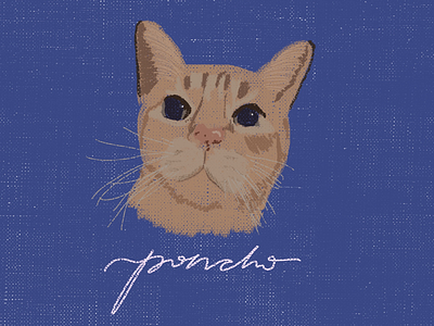 Proyecto Mascotis | Poncho