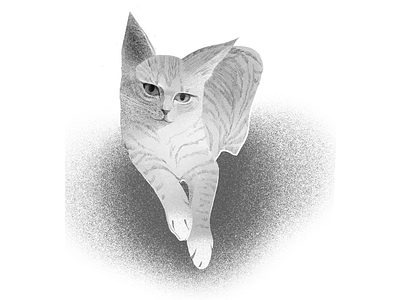 Naughty cat cat drawing illustration procreate