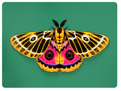 Moth Illustration illustration vector