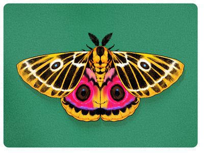 Moth Illustration