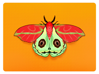 Moth Illustration - 3 illustration vector