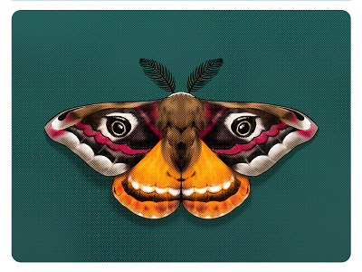 Moth Illustration-4 illustration vector