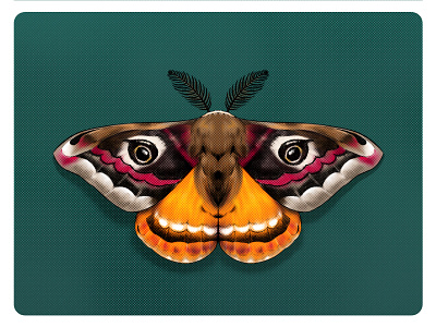 Moth Illustration-4