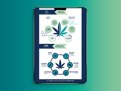 BMS - CBD vs THC Infographic branding cannabis customer info infographic infographic design information design simple