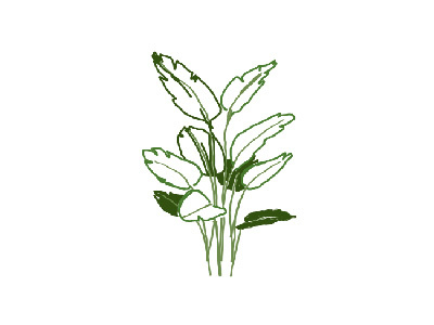 Plant Illustration illustration painting plant
