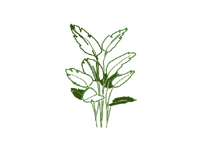 Plant Illustration