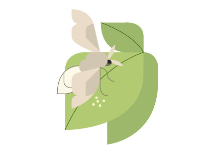 Silk Story moth character design color cute flat design illustration minimal nature vector