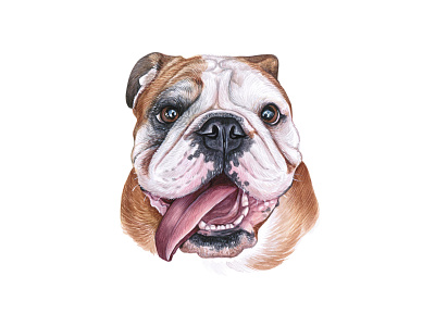 Watercolor bulldog. Watercolor dog animal bulldog dog dog illustration draw drawing illustration pet puppy watercolor watercolor art