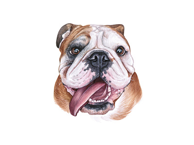 Watercolor bulldog. Watercolor dog