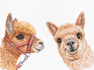 Alpaca alpaca animal draw drawing fun funny illustration lama llama pet pets watercolor watercolor art wool