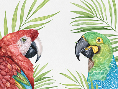 Watercolor parrots animal ara bird birds cute draw drawing illustration parrot parrots pet pets watercolor watercolor art