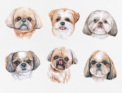 Watercolor shih tzu animal cute dog draw illustration pet pets puppy shih tzu watercolor watercolor art