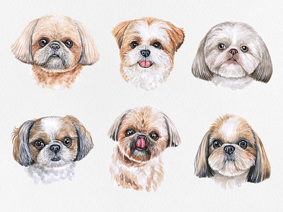 Watercolor shih tzu