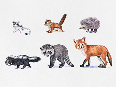 Baby animals animal draw fox hedgehog illustration pet pets raccoon skunk squirell watercolor watercolor art