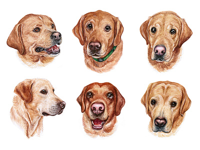 Golden labs animal childrens illustration cute dog dog illustration dogs draw drawing fun funny illustration labrador pet pets puppy watercolor watercolor art