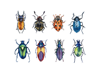 Beetles animal beetles branding color design draw drawing illustration logo pet watercolor watercolor art