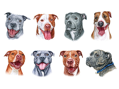 Pitt Bull dogs animal dog dog illustration draw drawing illustration pet pets puppy watercolor