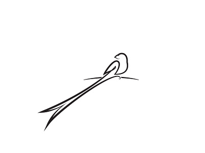 Pin-tailed Whydah bird concept design finch line logo minimal minimalistic simple whydah