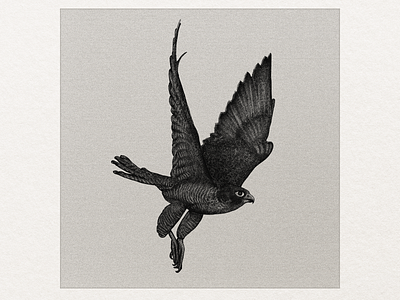 Peregrine Falcon art artwork digitalart drawing illustration procreate