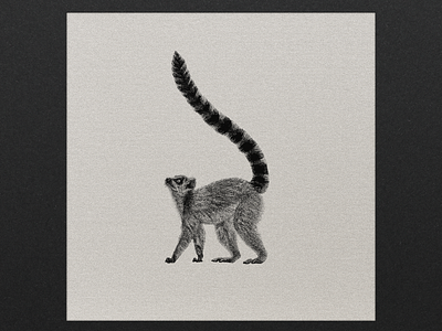 Ring-Tailed Lemur art digital art digital illustration illustration