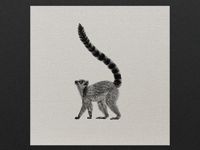 Ring-Tailed Lemur