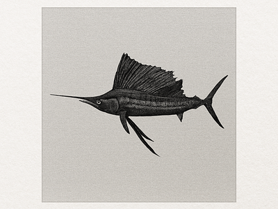 Sailfish