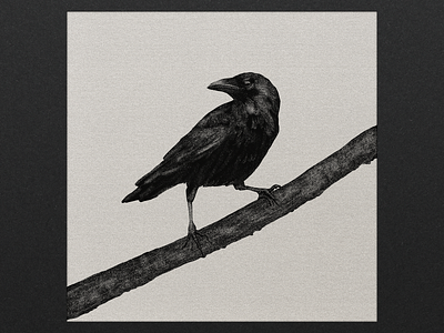 Crow art artist artwork illustration